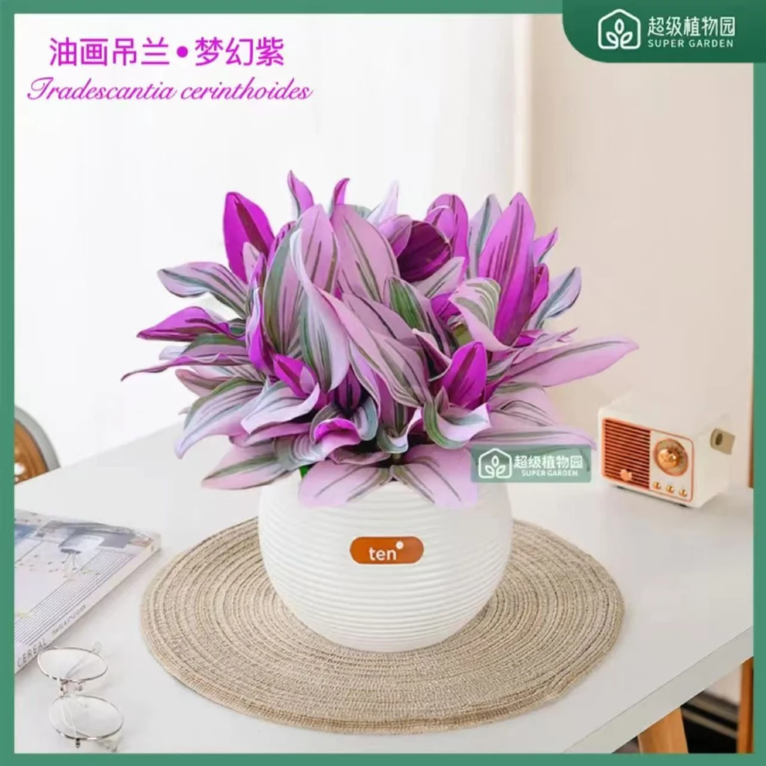 油画吊兰盆栽水培室内玫红色观叶紫露草可扦插绿植防辐射净化空气