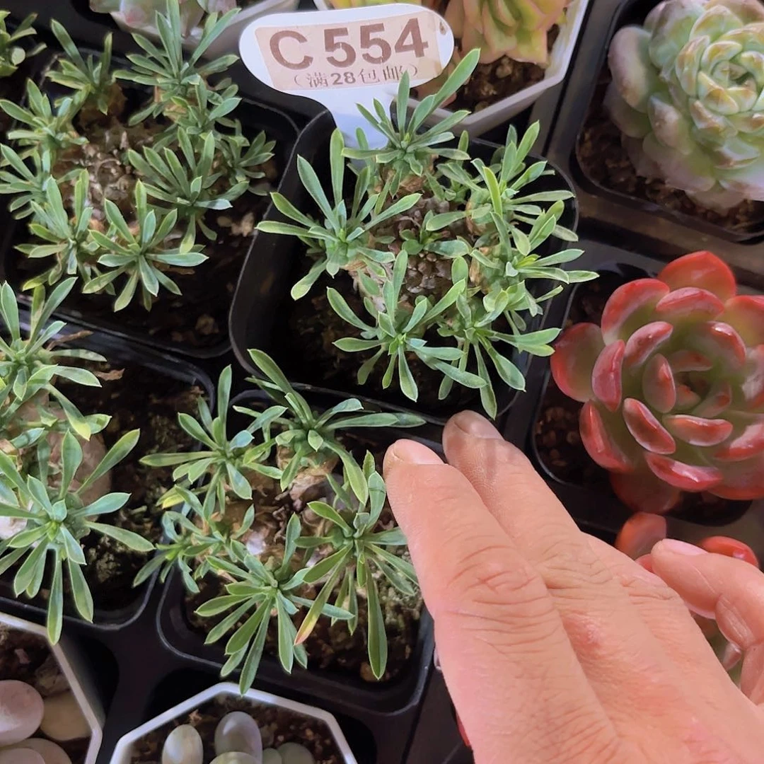 C554峨眉山一物一拍