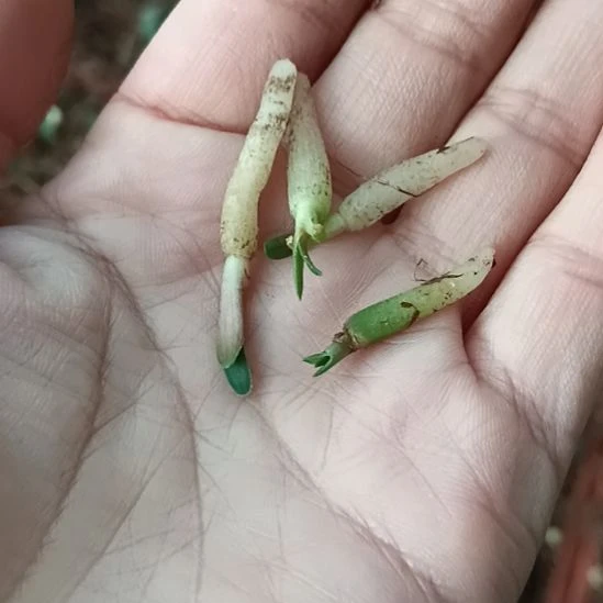 *****无花朵特色花卉君子兰小苗君