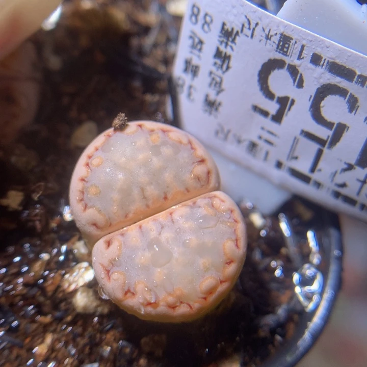 精品生石花211.455