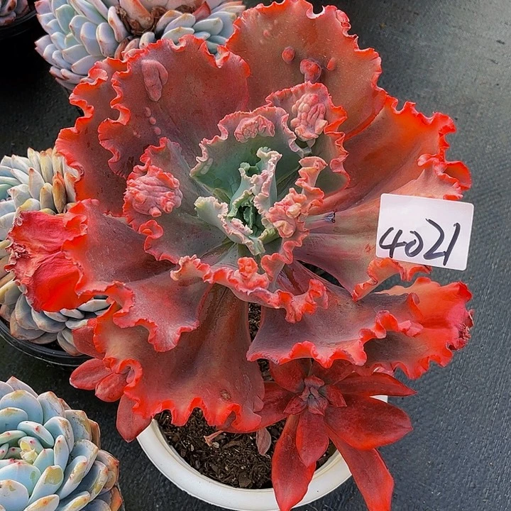 随***飞嘉年华群4021