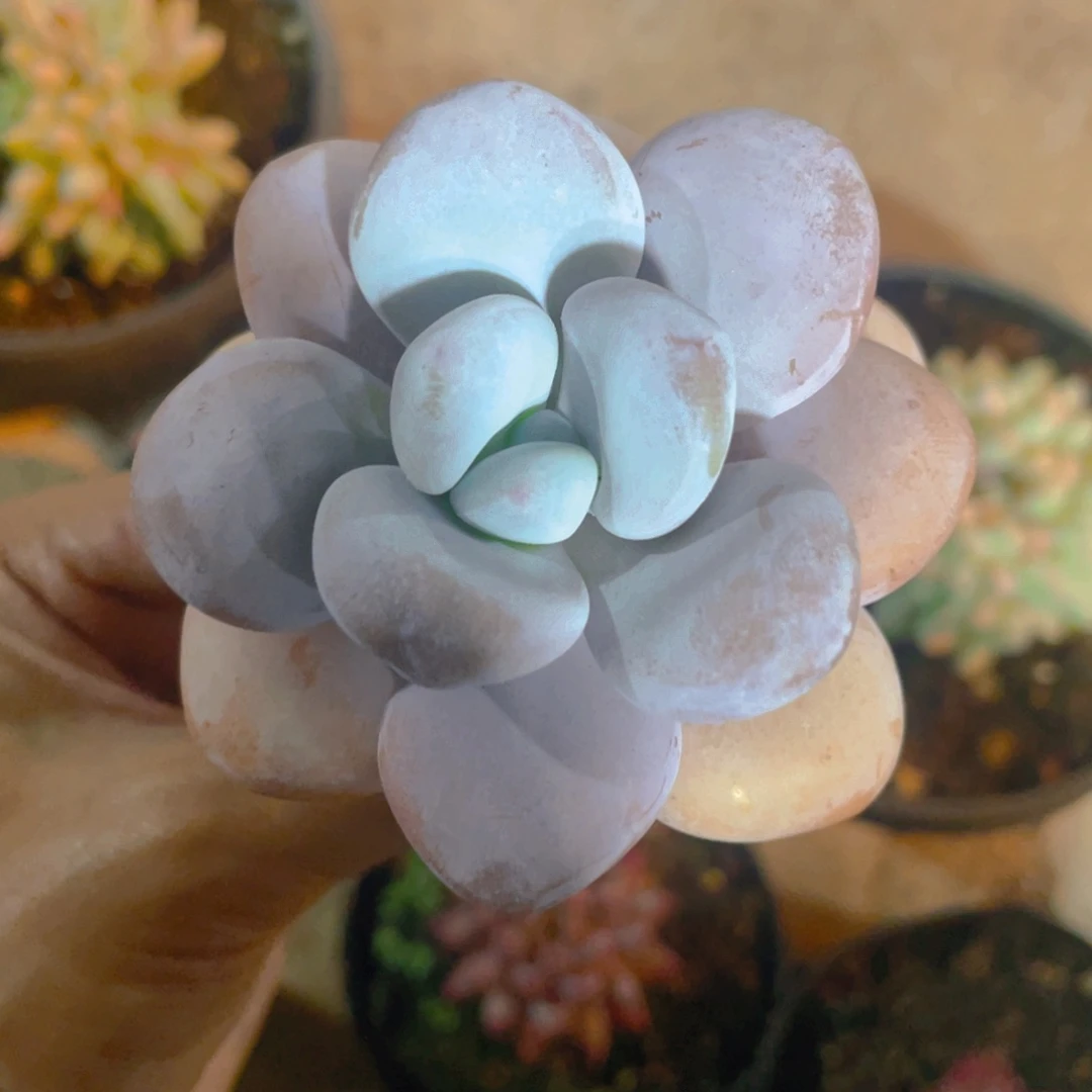 ~***程兔多肉植物一棵
