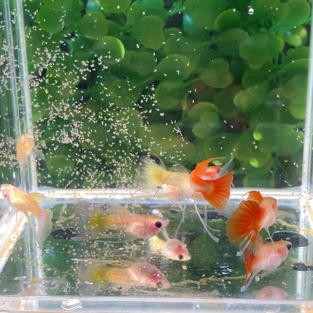 孔雀鱼八条缎带非繁殖