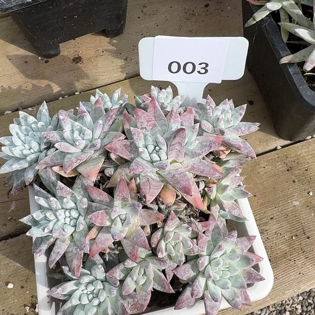 半***半多肉植物仙女杯251214003