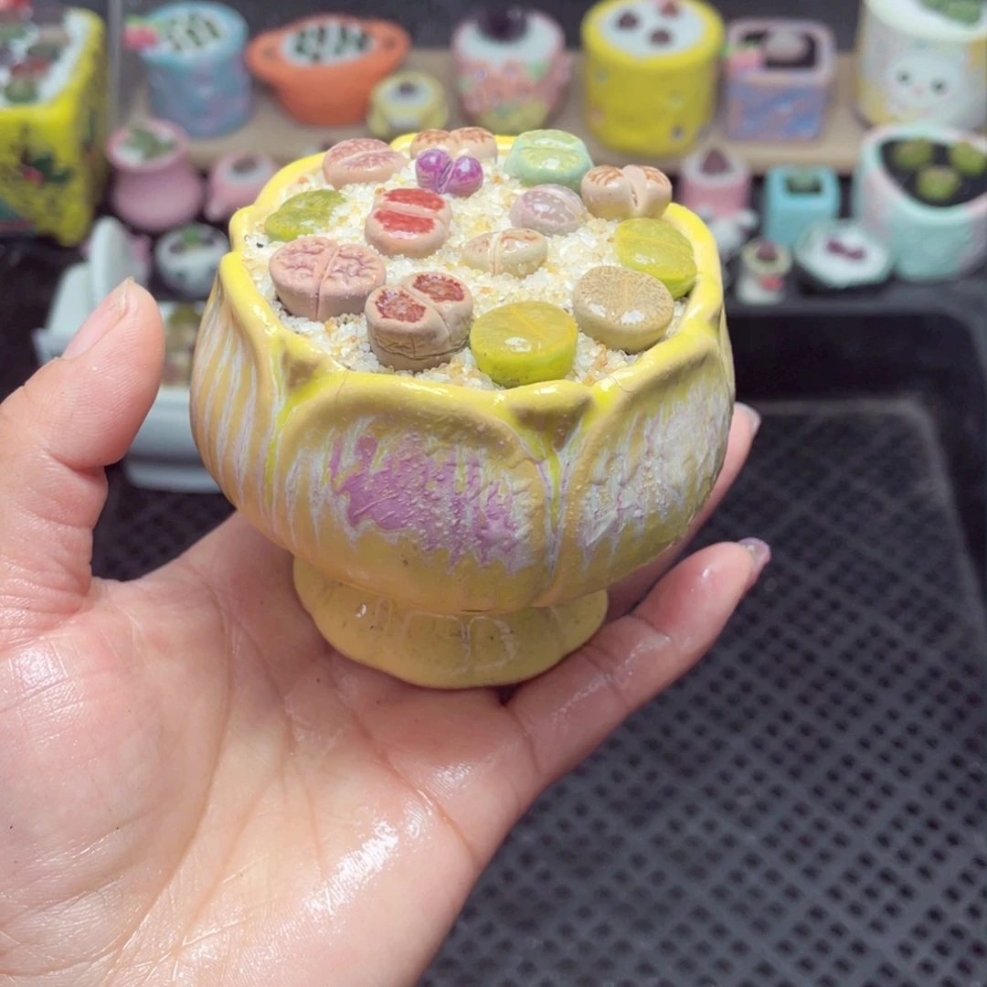 w8025 带盆土发货 -零下地区拍保温箱