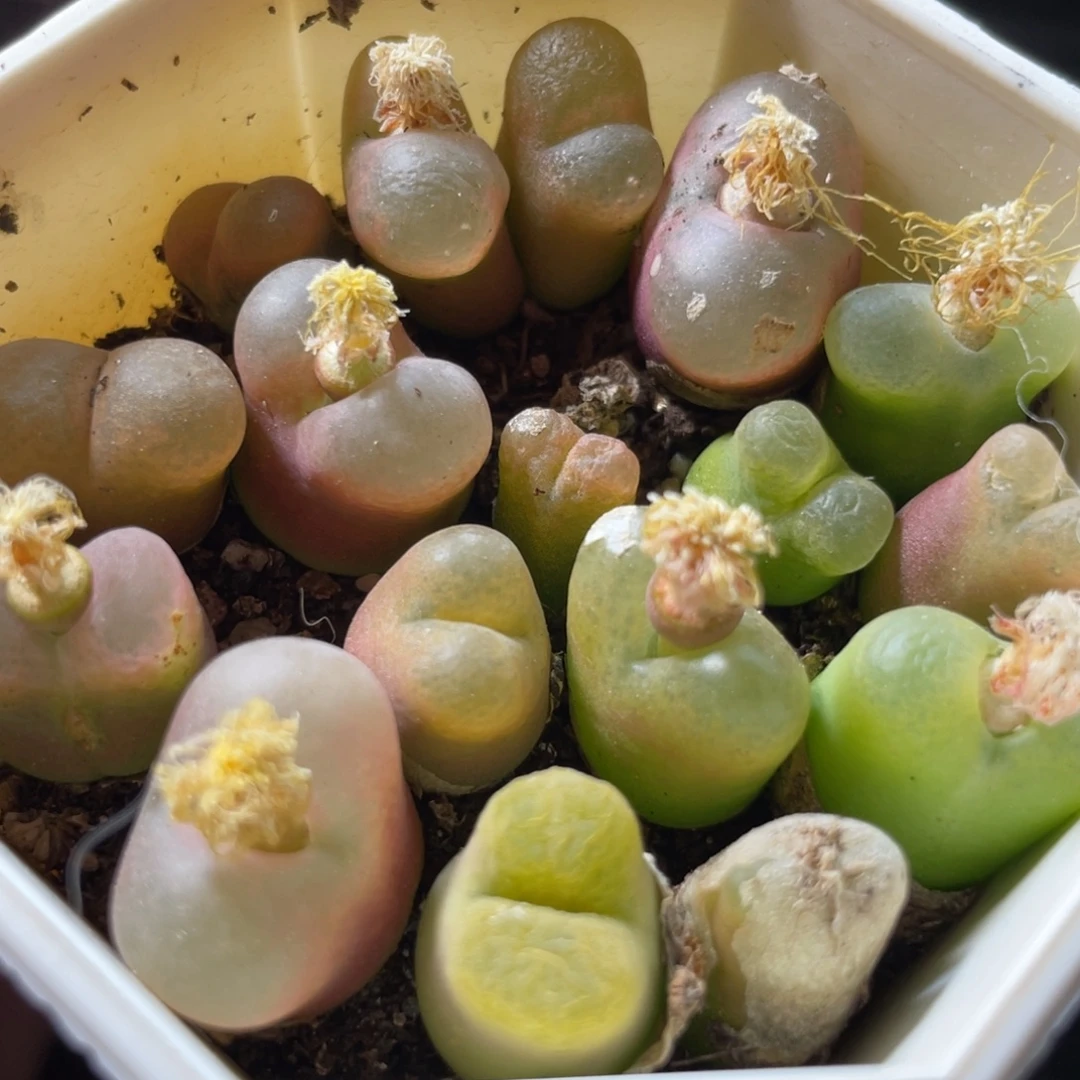 7方母本毛一物一拍～1