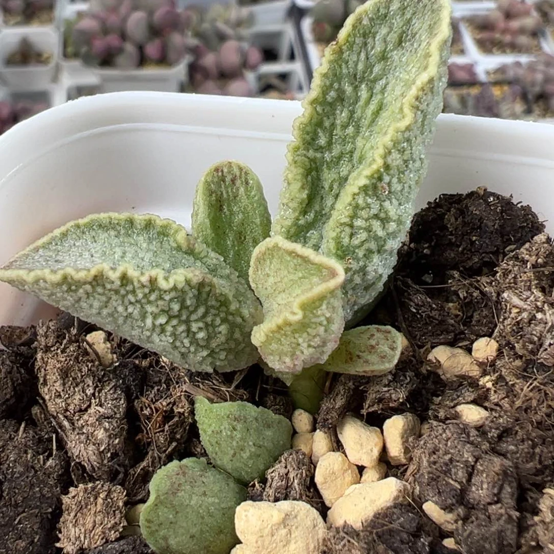 绿爽猪肝多肉植物水泡