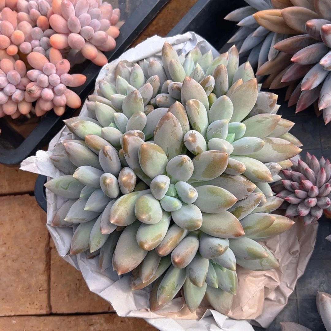 寄养155555555555555