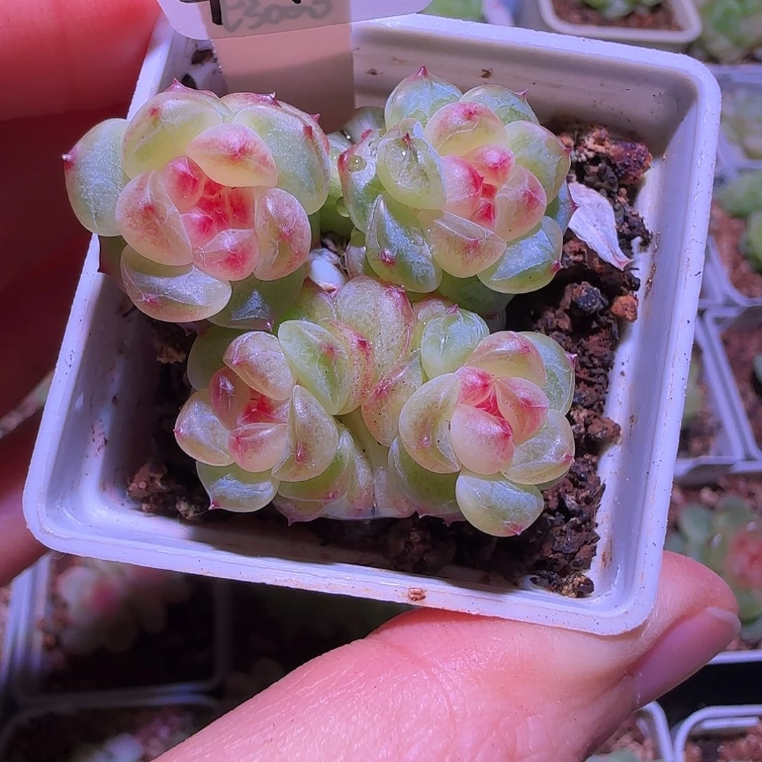 4-12福利甜心t3000四头群生不包整