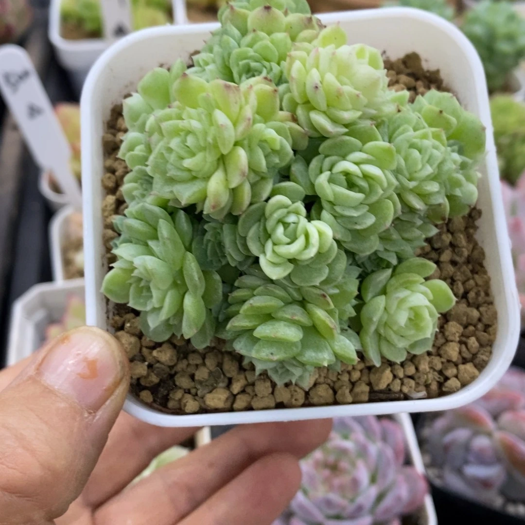 精品多肉一物一拍不包整82