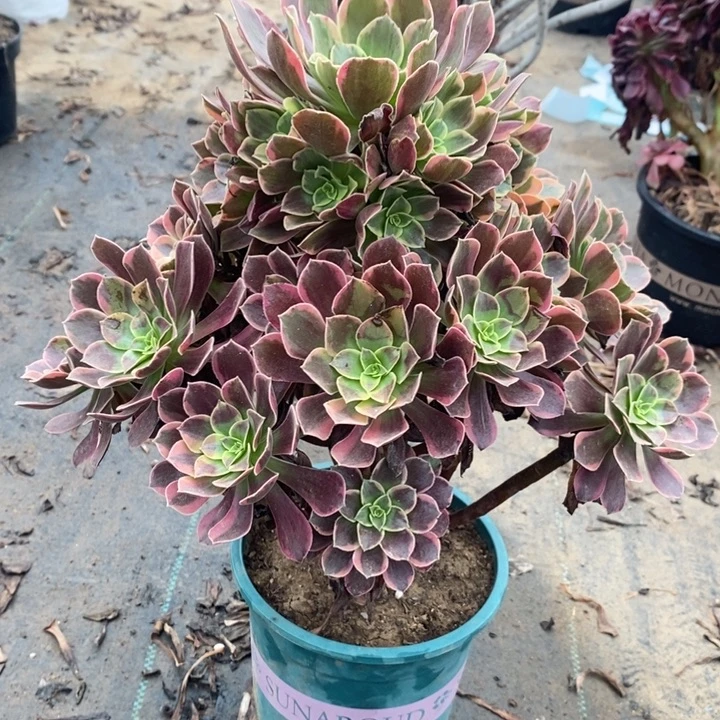 金丝雀18多肉植物法师法师