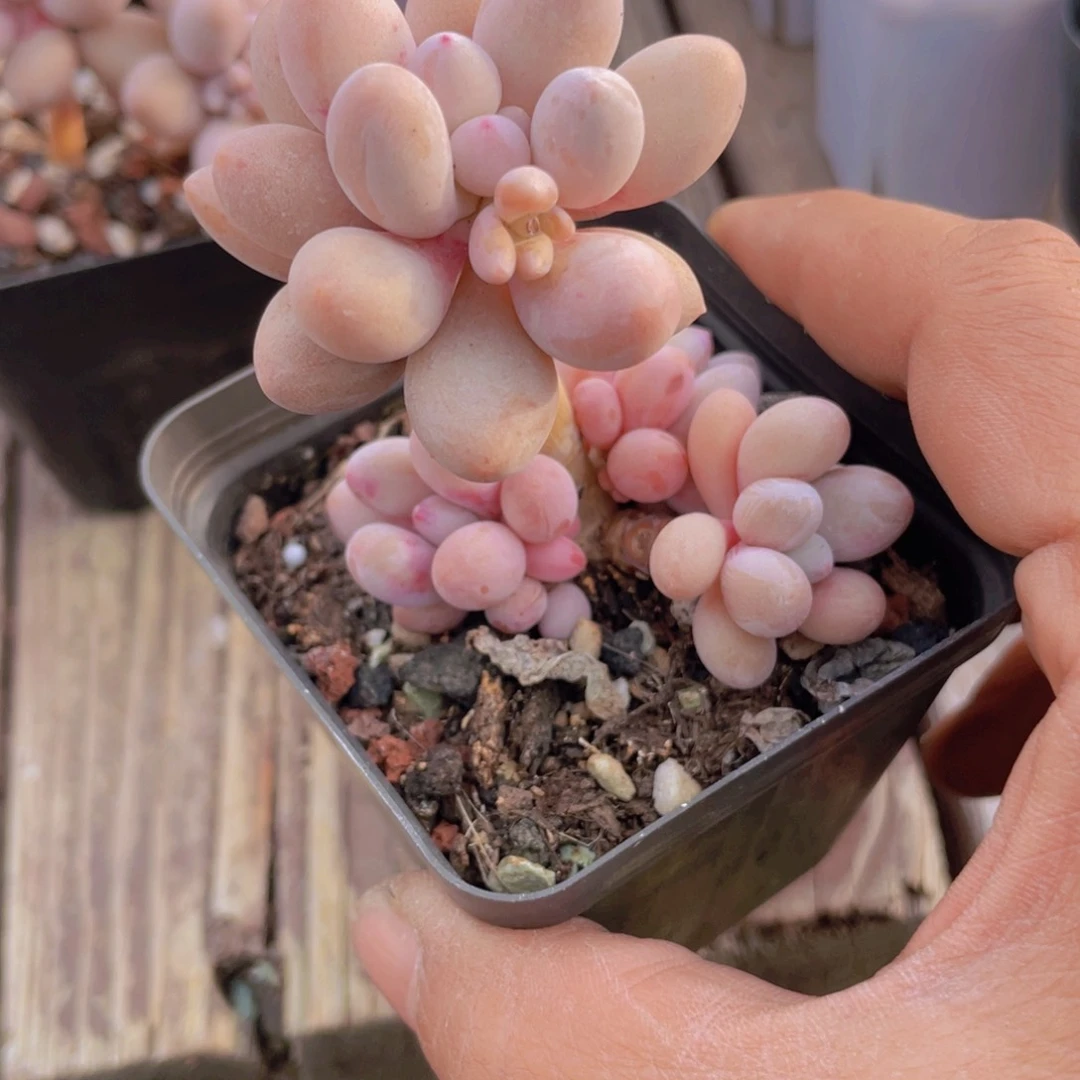 多肉植物多肉植物