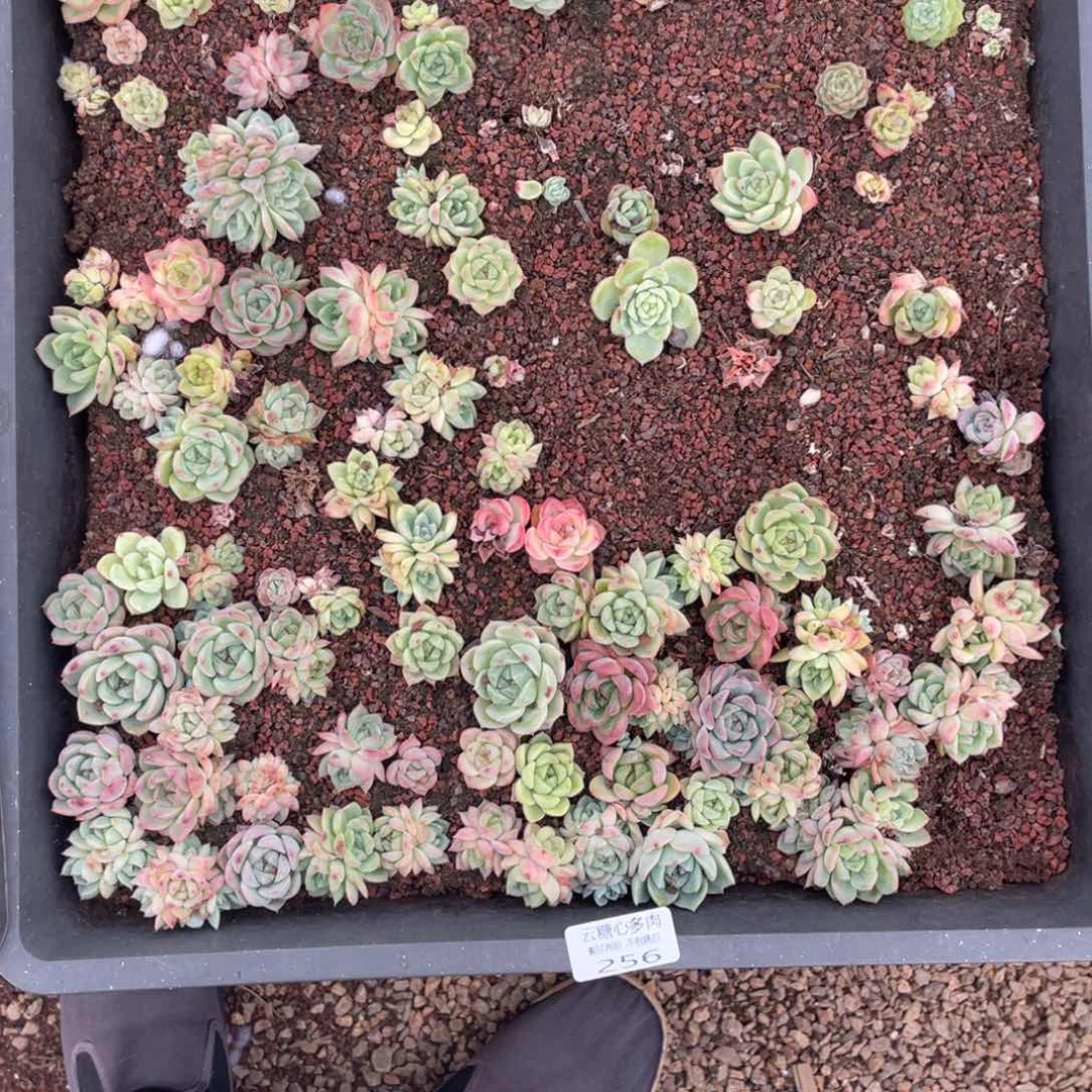 云糖心多肉植物256