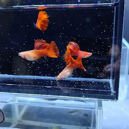 孔雀鱼紫鳞血红超大背两对