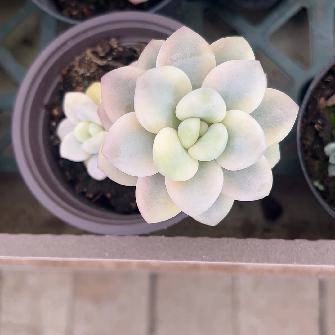 香草锦 婕宝一物一拍