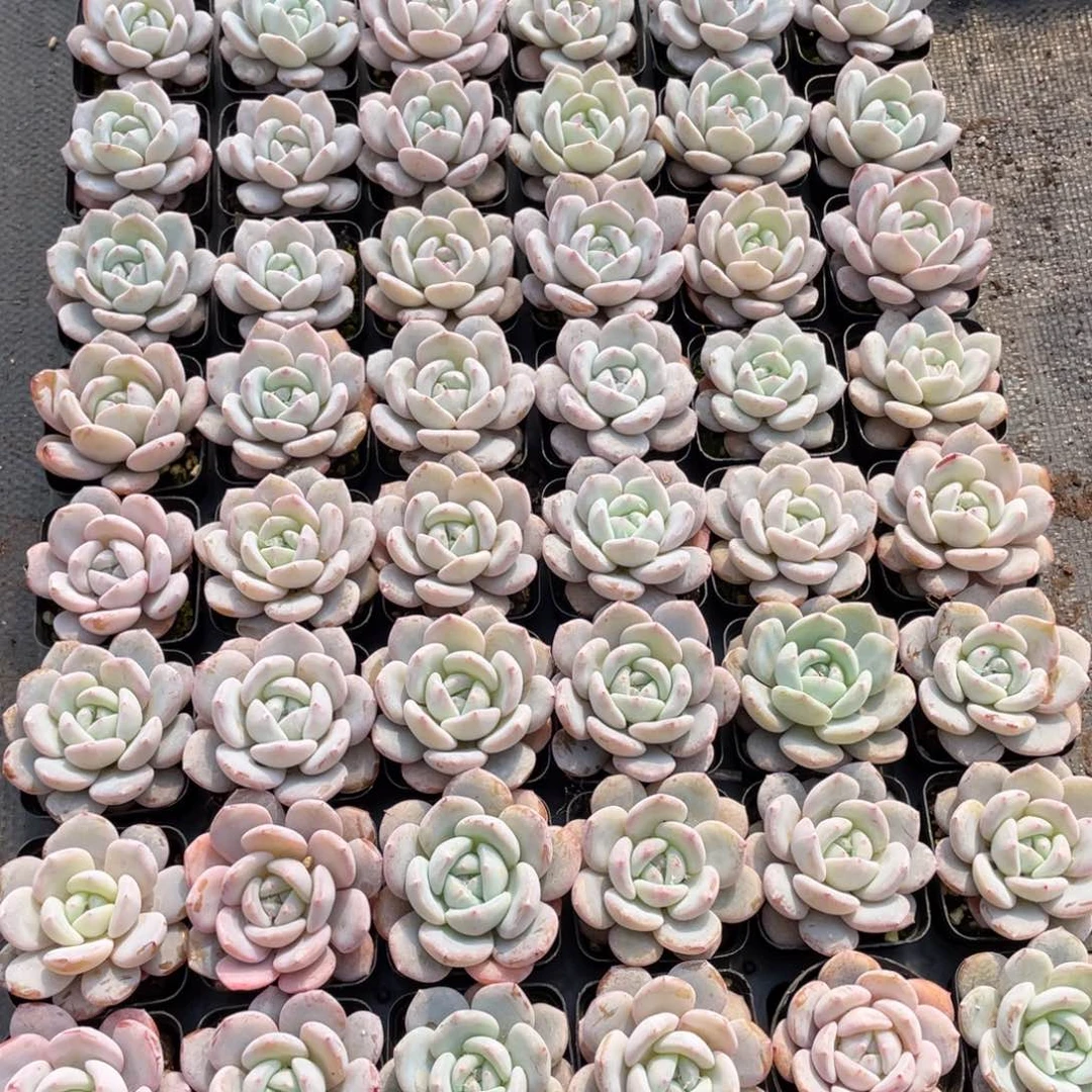 一物一拍48棵25-81