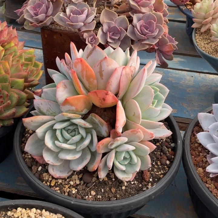 【闪购商品】凤橙朵朵