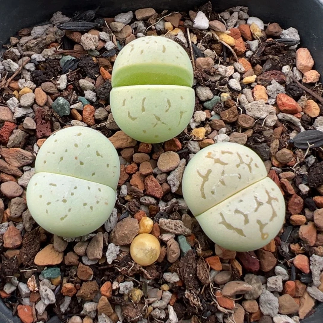 10.2好看的多肉脱土发货624