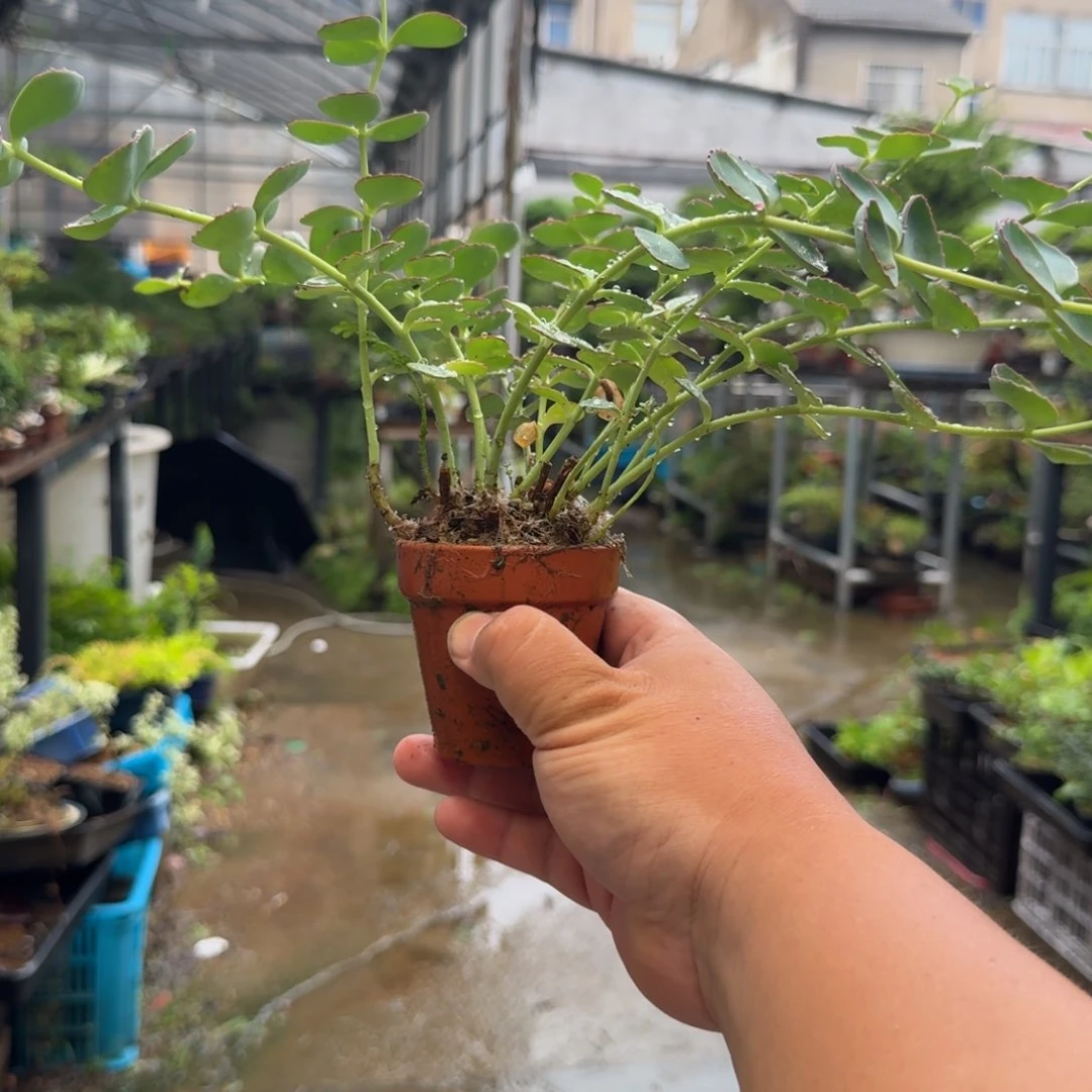 无花朵李*五草本植物 中通