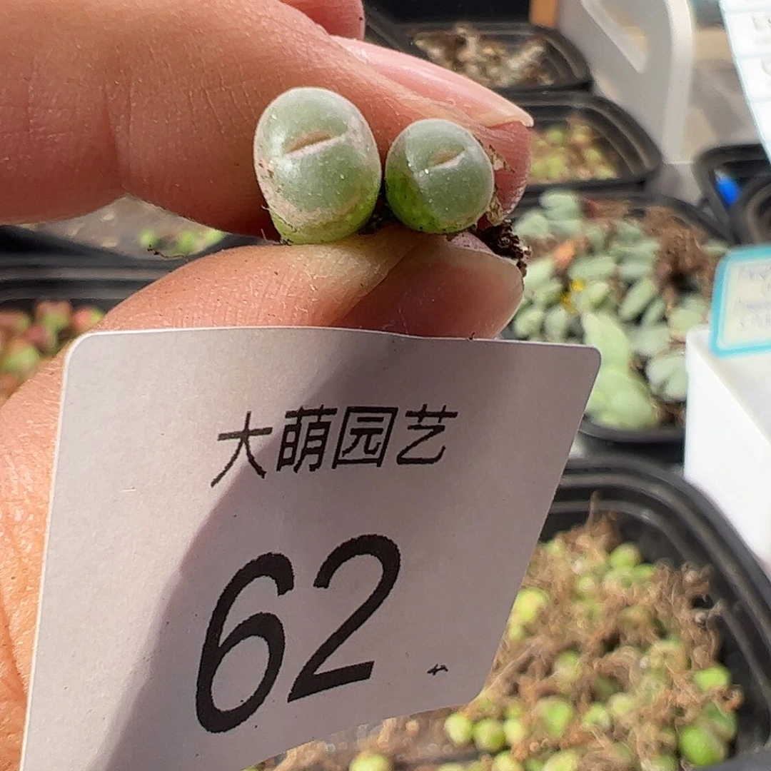 一物一拍安格尼斯之眼。  62