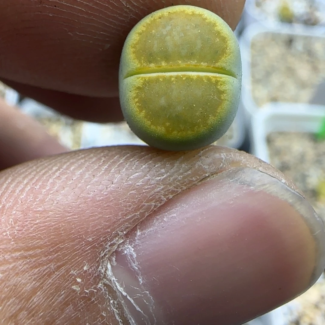 634 生石花大棚直播