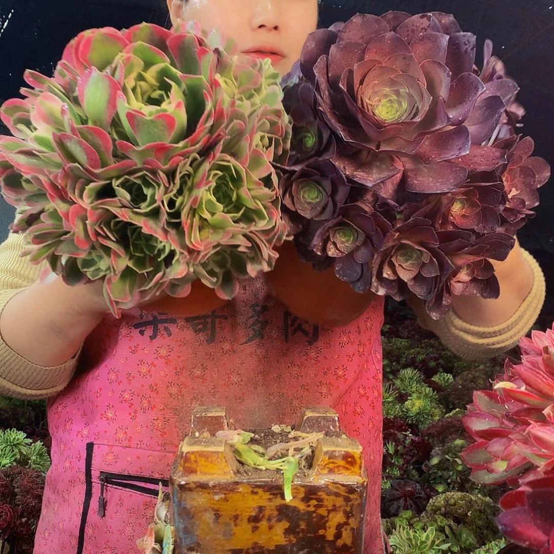 柒哥多肉法师不包侧断枝媚金玫瑰+雨花石