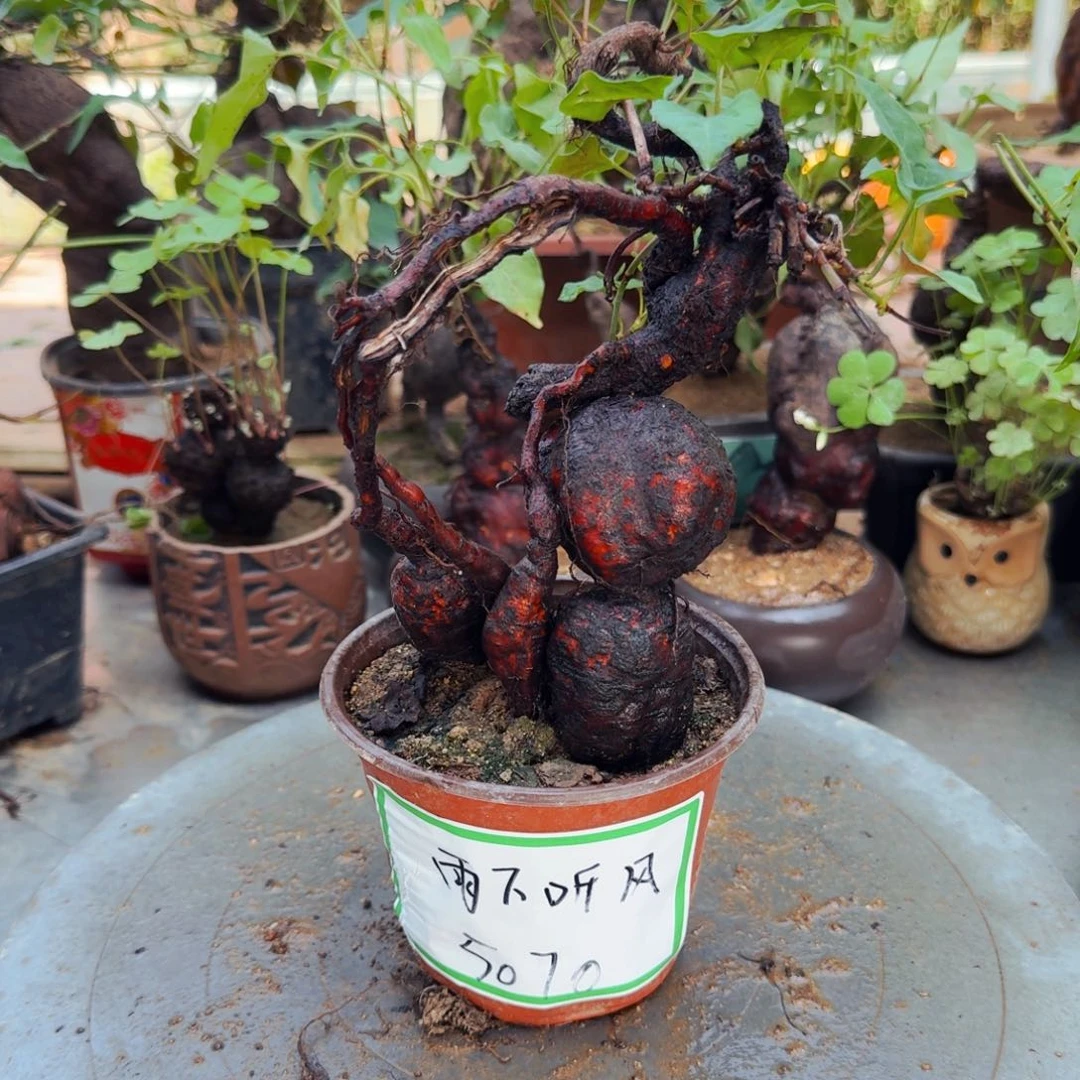 完全开放何首乌福利