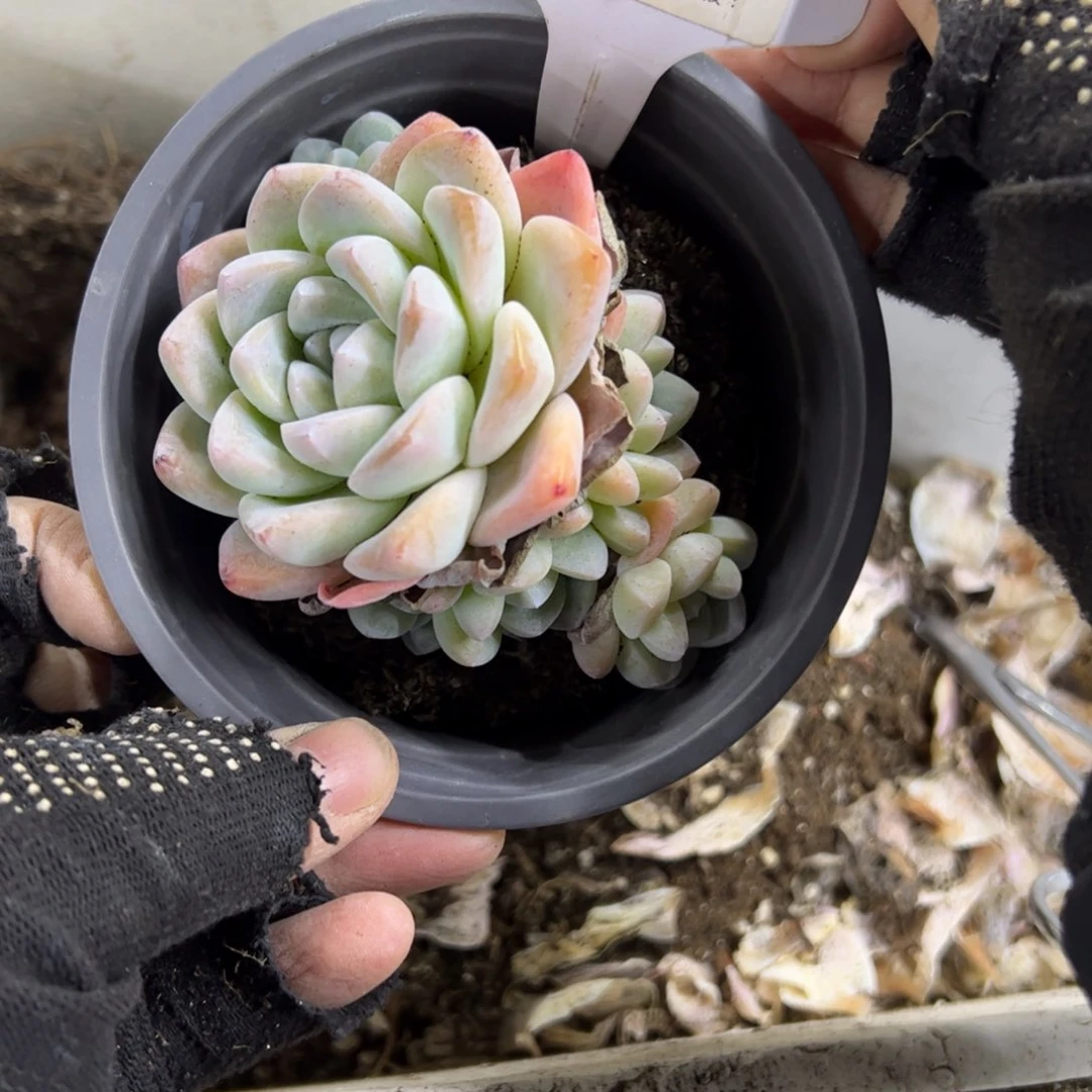 红陶予*86号多肉植物