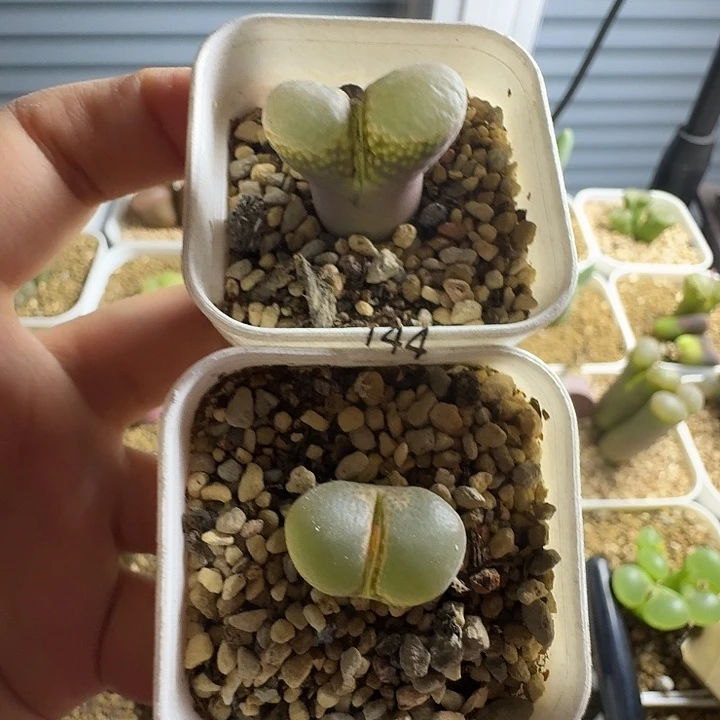 144......多肉......