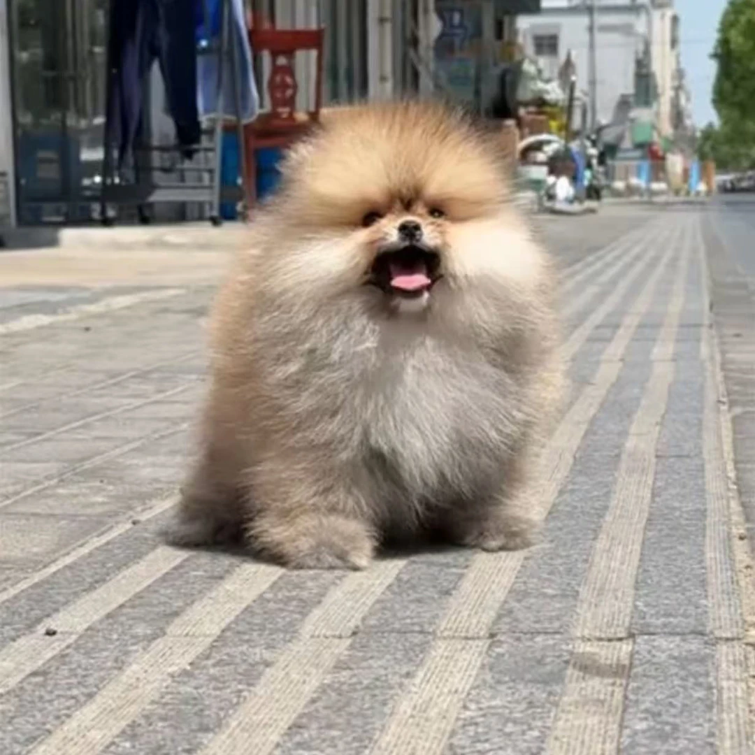 【江苏小掌博美比熊宠物】铁包金铁包银博美花博美黄博美等活体狗