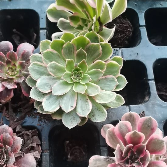 莲花座法师多肉大单头