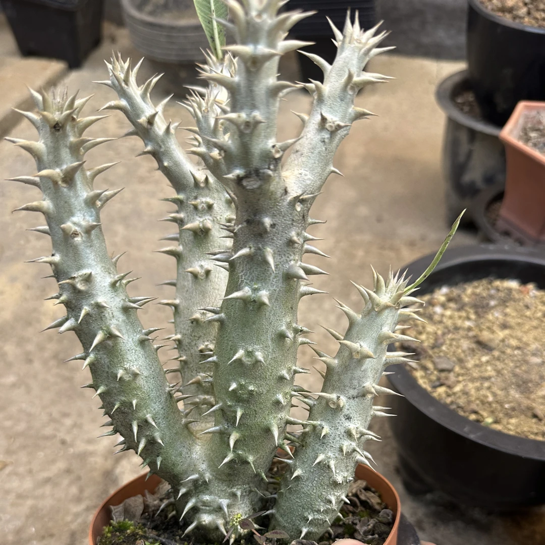 仙人球直播综合链接筒蝶春