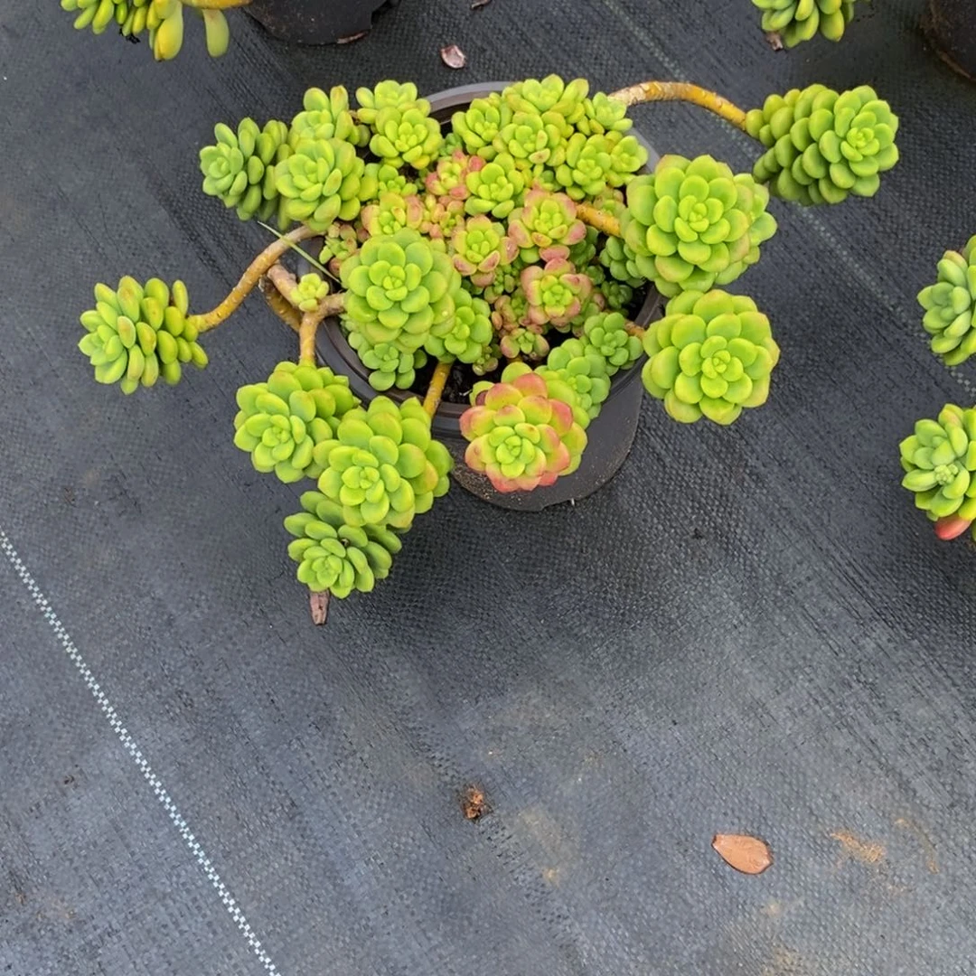 阴*天48包邮一物一拍多肉植物
