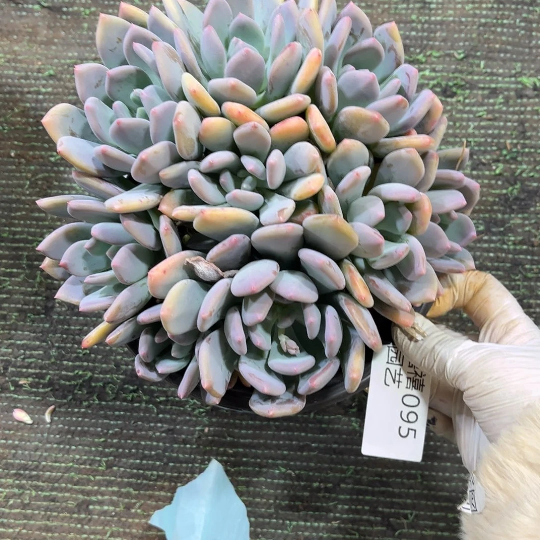 艳***店095灰姑娘多肉植物～