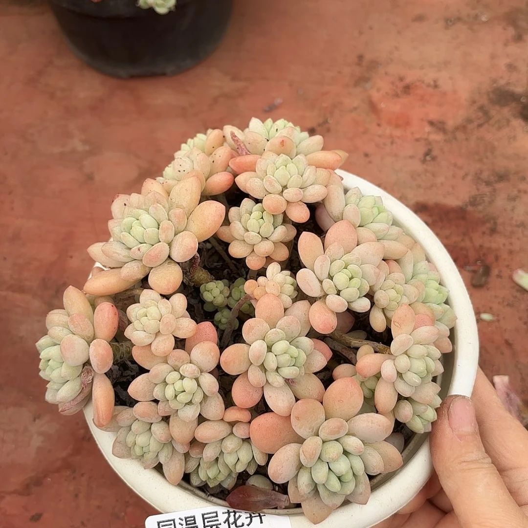 同温层多肉洛可可61