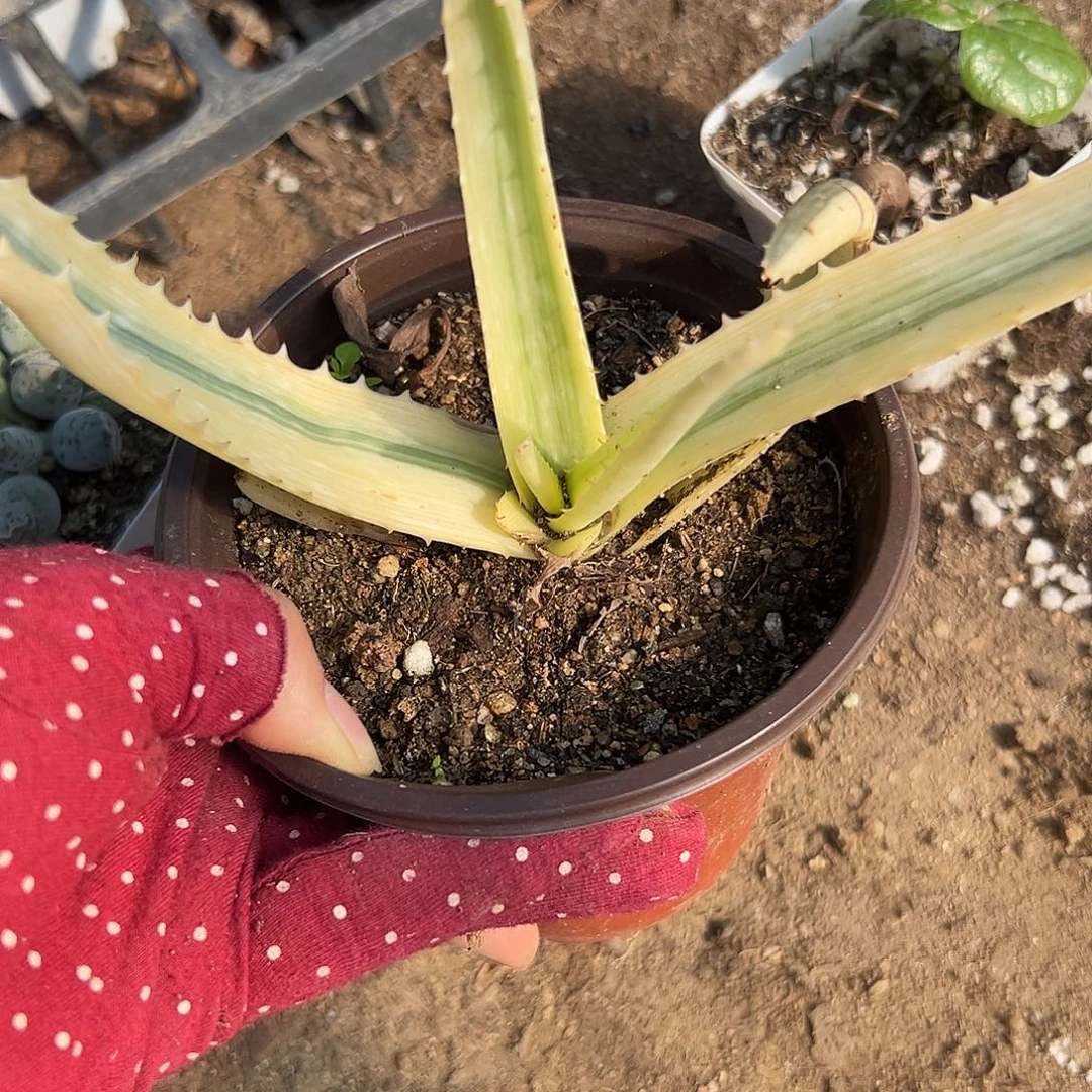 杜呃呃呃呃呃呃呃呃