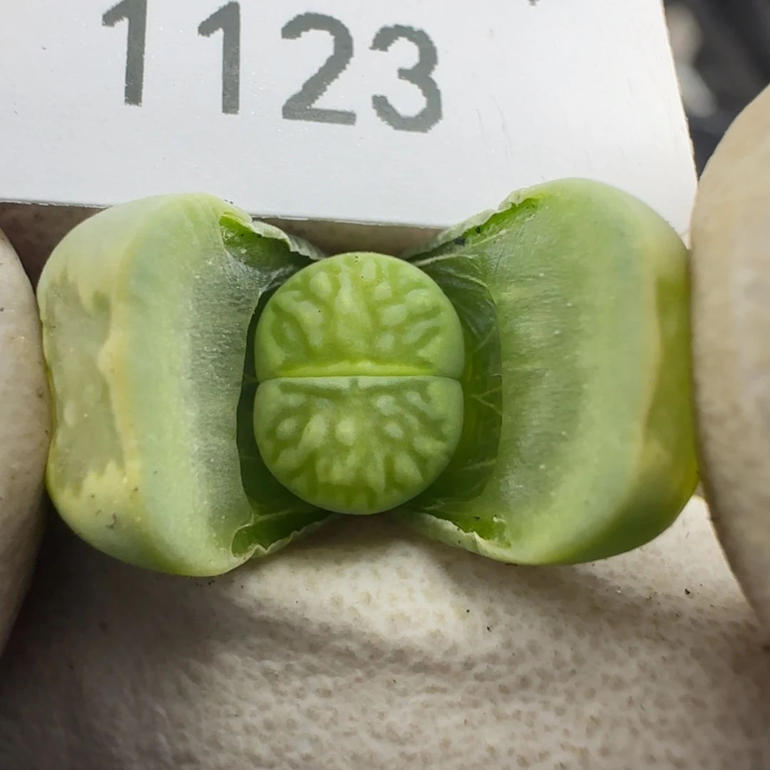 1123绿菊。。。。。。。。