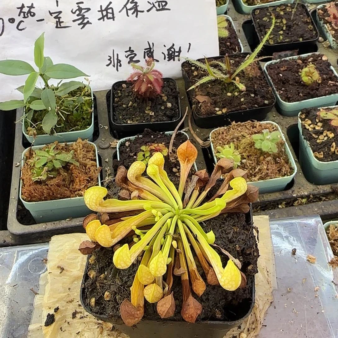 无花朵绿鹦鹉瓶子