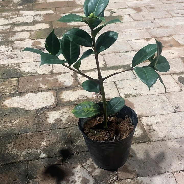 大部分花苞少量开放，情人节