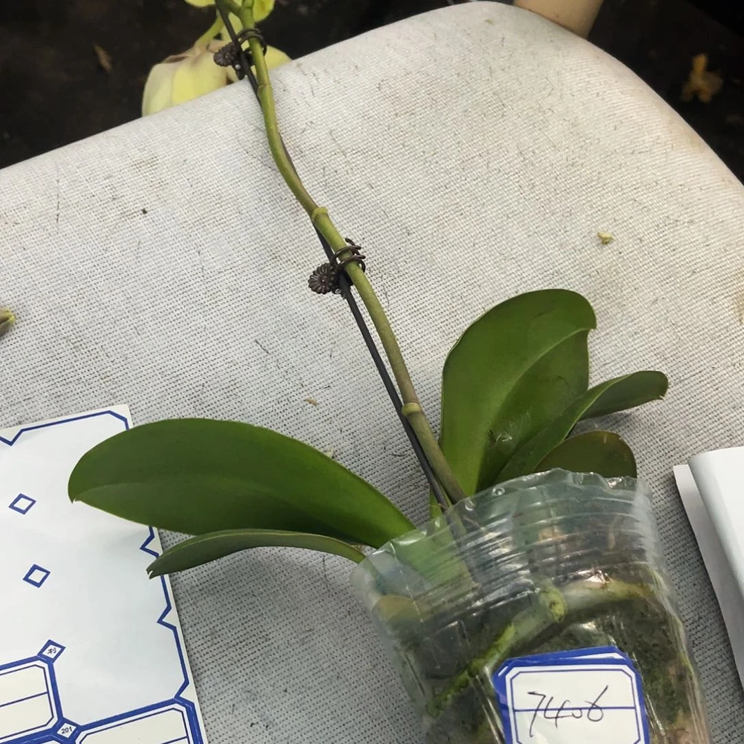 当前无花栽培后可以开花春*青蝴蝶兰绿芝麻3.0