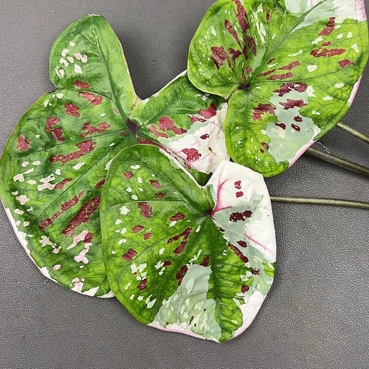 133-0728紫罗兰现货发