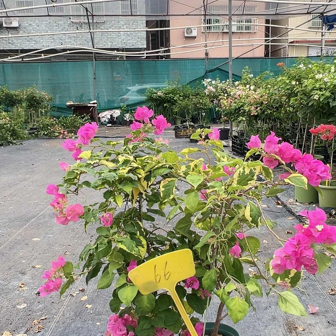 当前无花栽培后可以开花66金鱼粉一棵