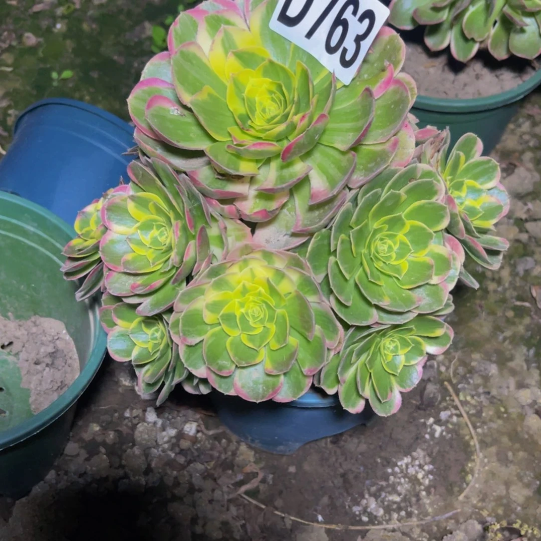 水中月26/////////13包邮