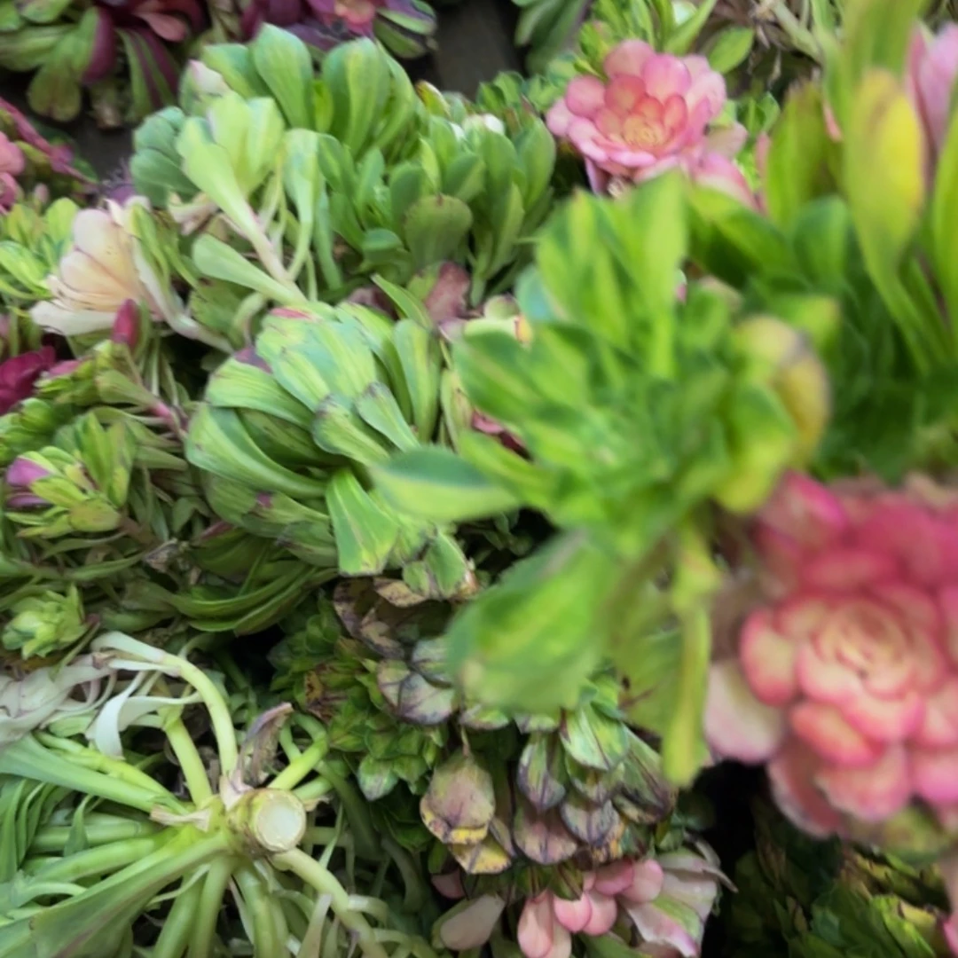 多肉植物哈哈福利来907