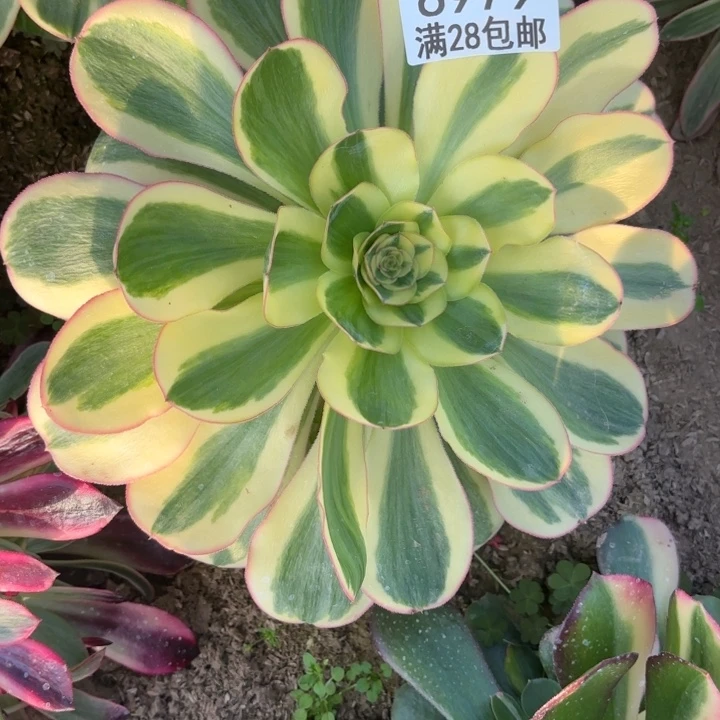 O. 6979燕子黄金多肉