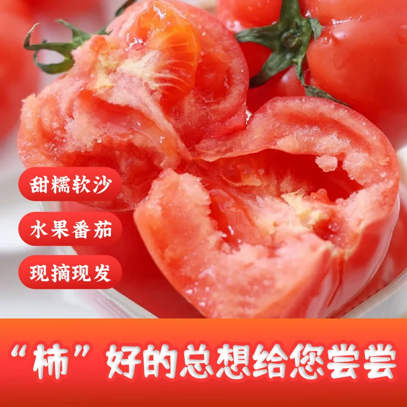 山东沙瓤西红柿自然成熟好番茄满籽满瓤可生吃酸甜可口