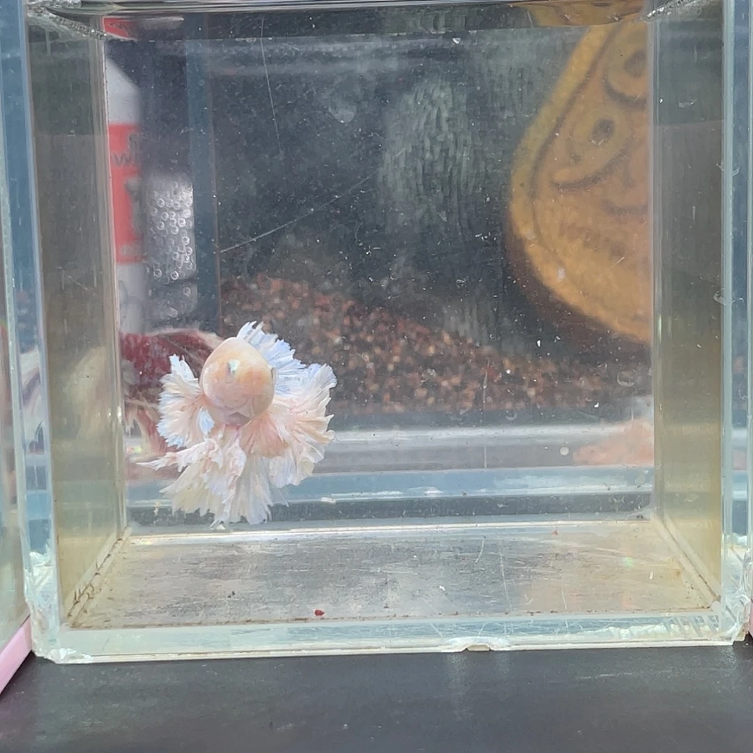 斗鱼38号14早绣球