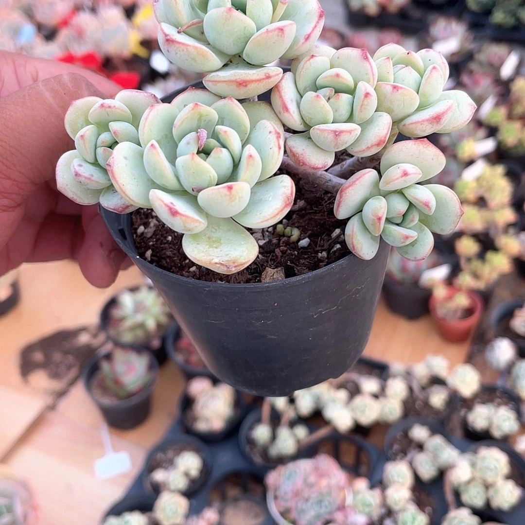 蛋****1502  香草  六月六