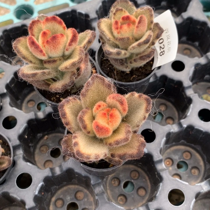 21号下午场，2028量拍随机一颗