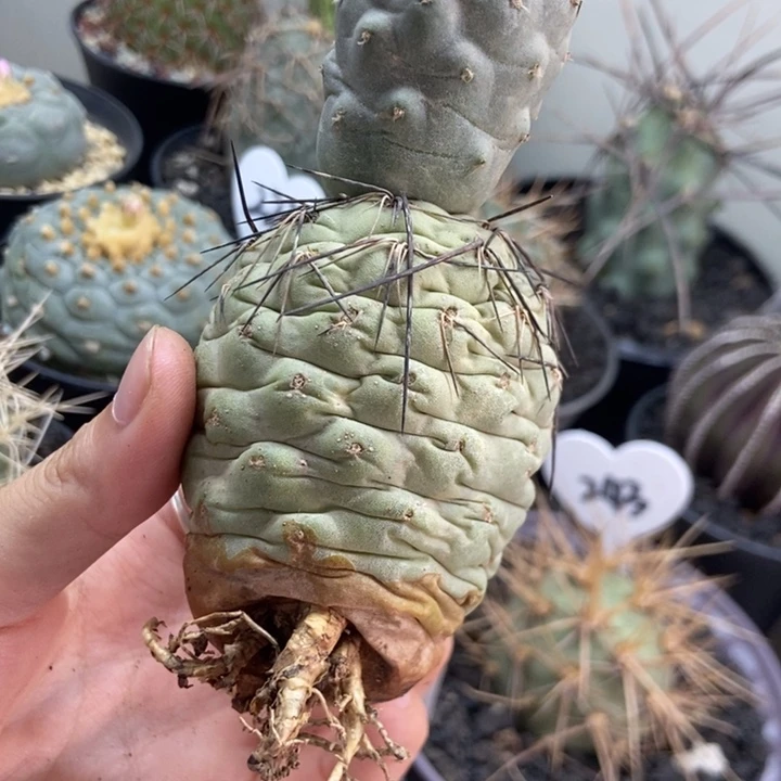 仙人球仙人球仙人球仙人球